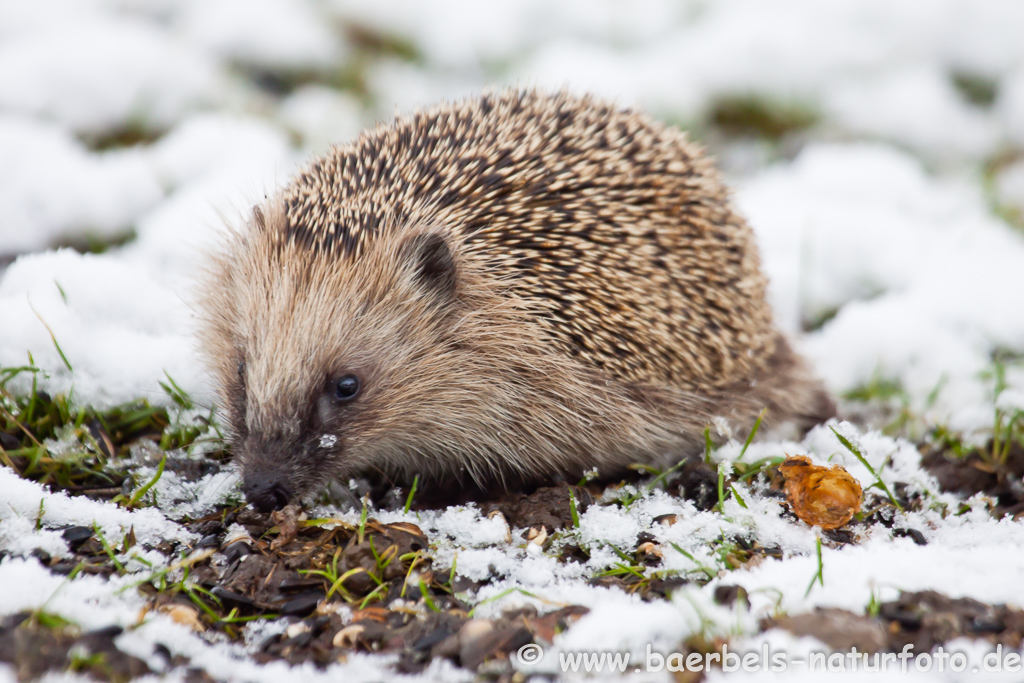 Igel