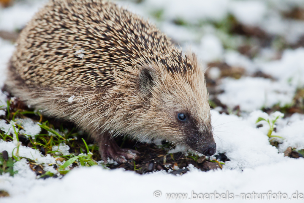 Igel