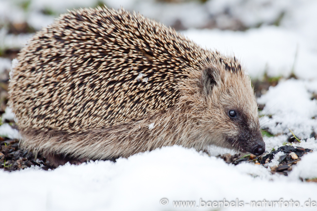 Igel