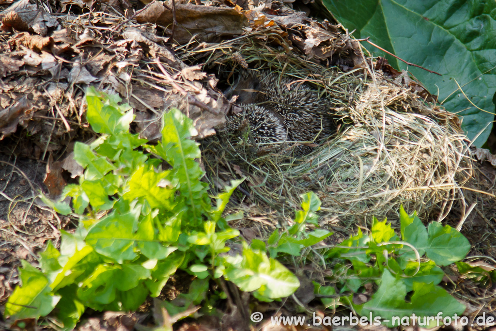 Igel