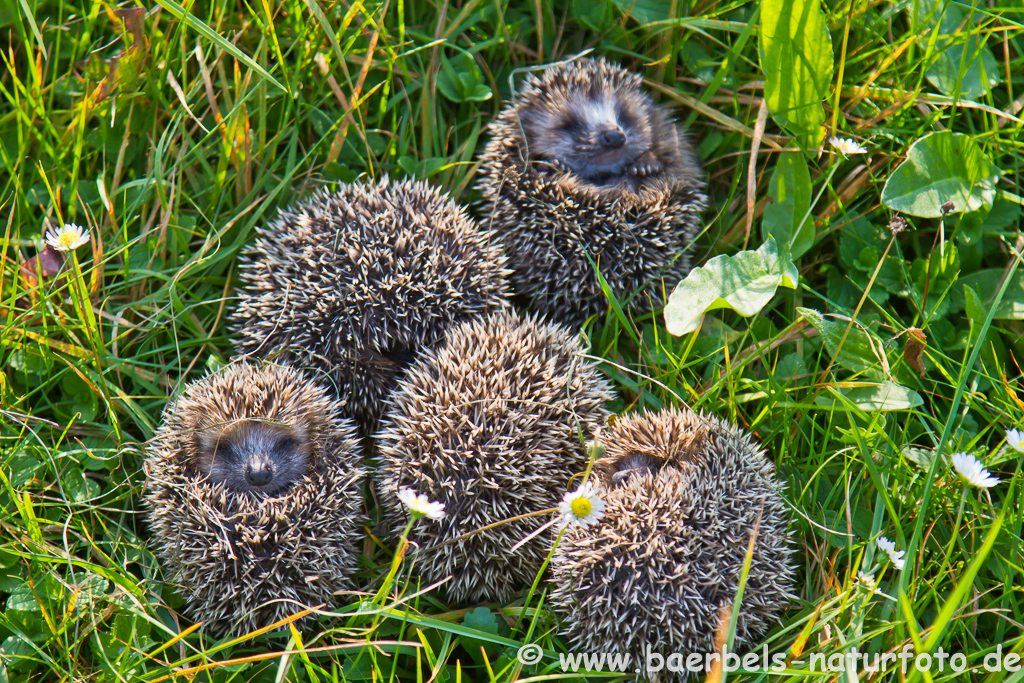 Igel