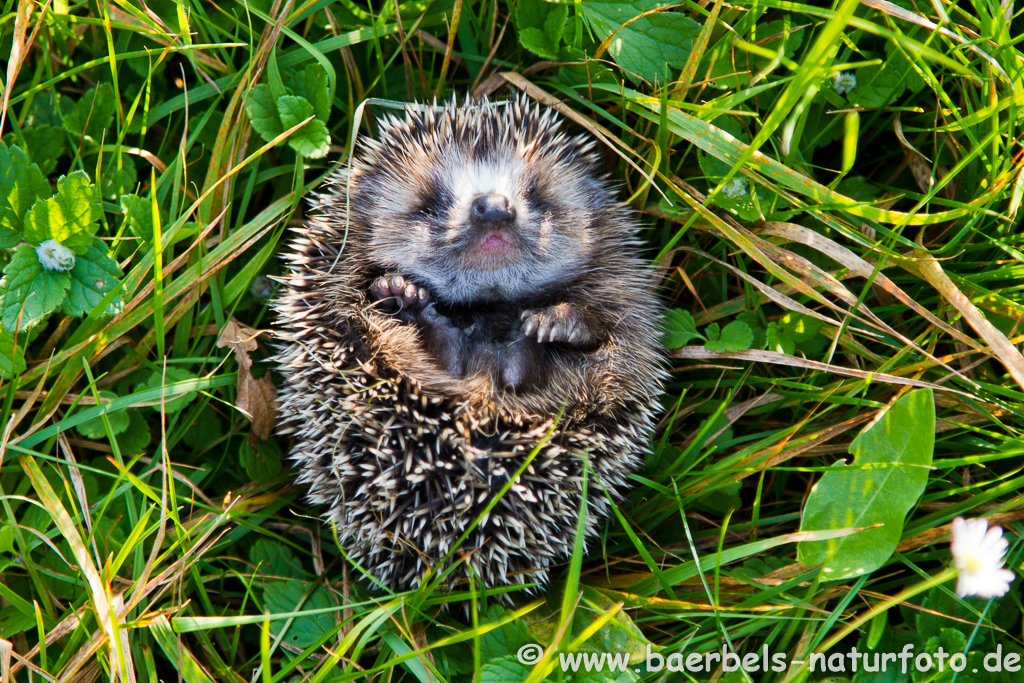 Igel