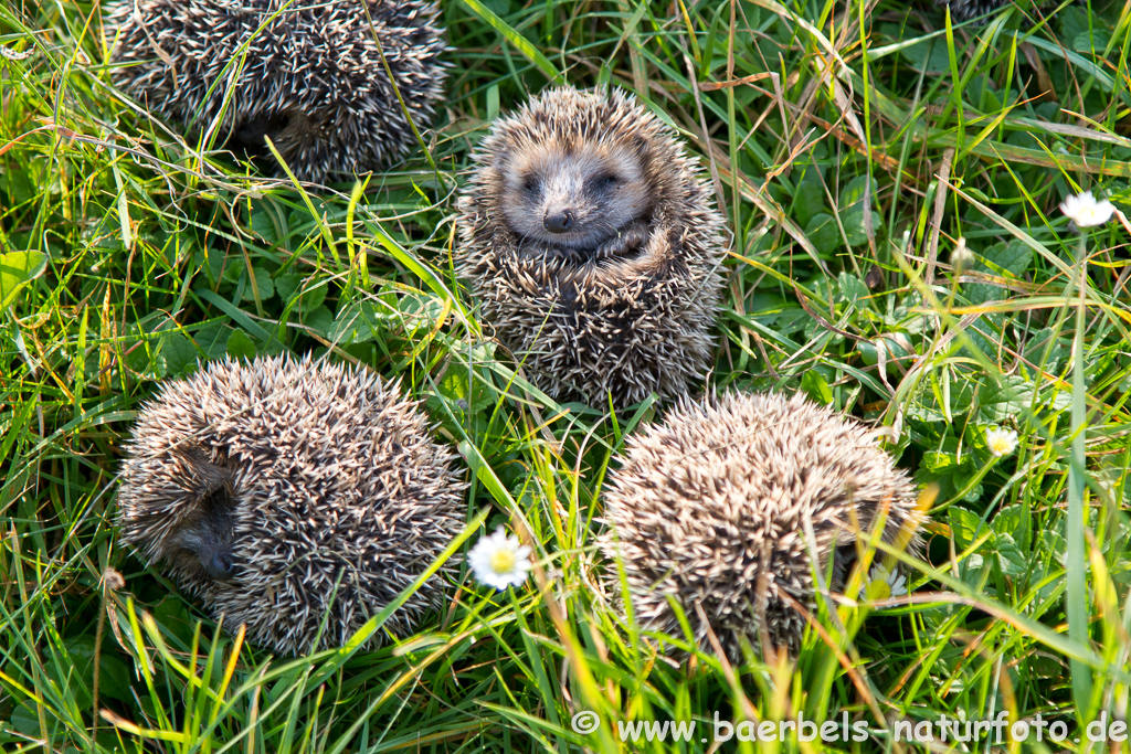 Igel