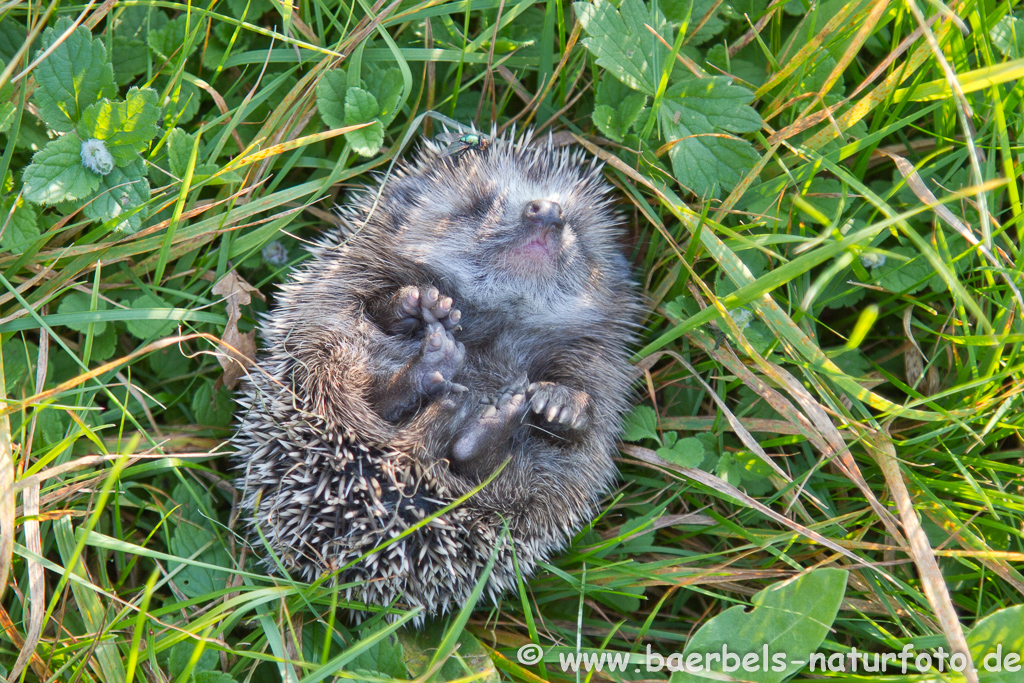 Igel