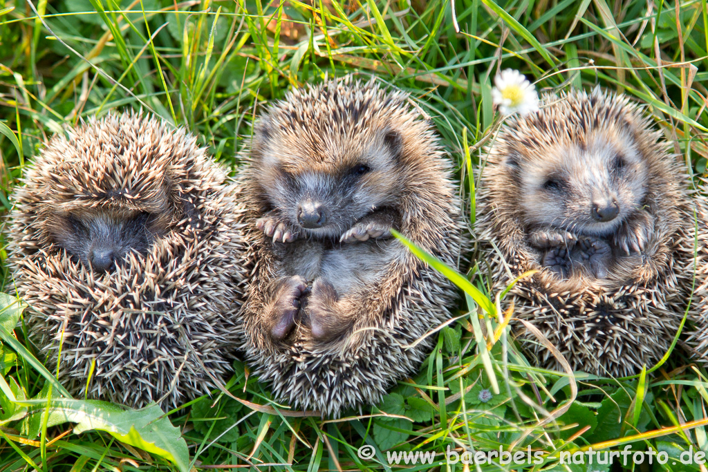 Igel