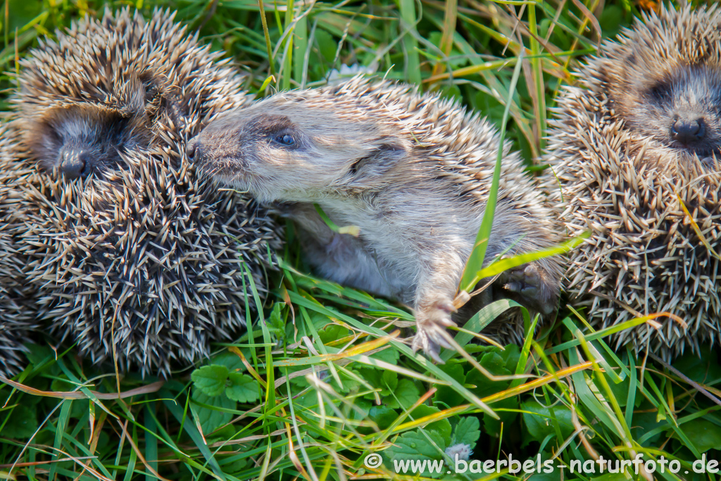 Igel