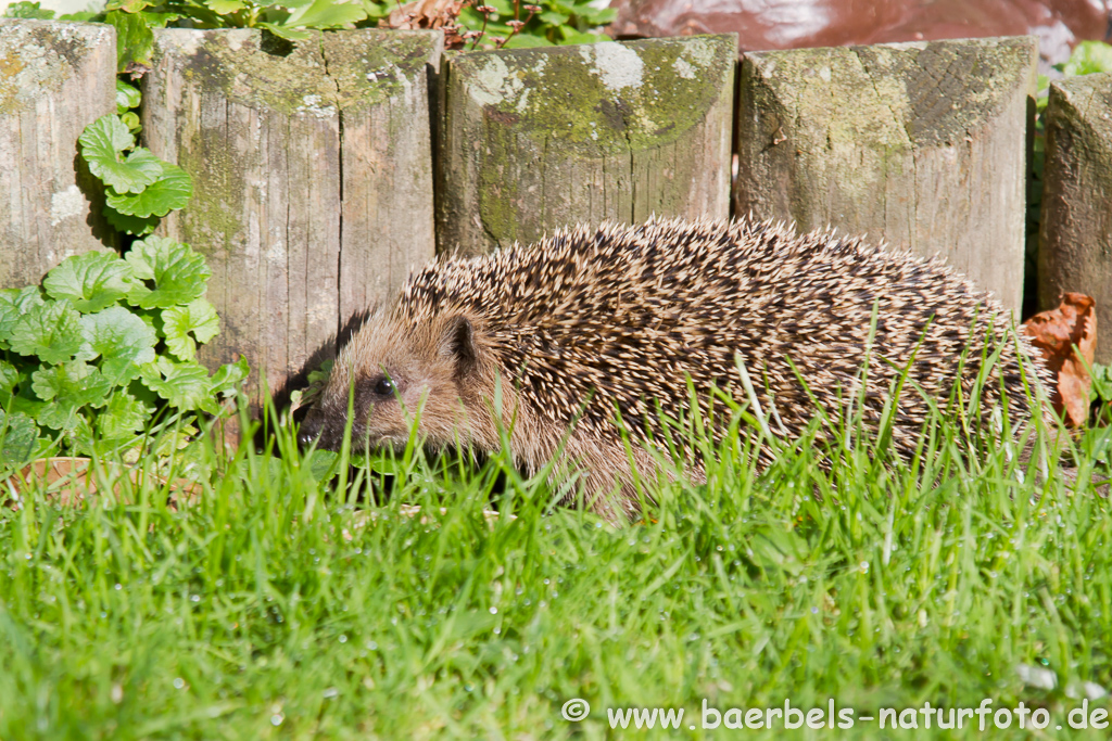 Igel