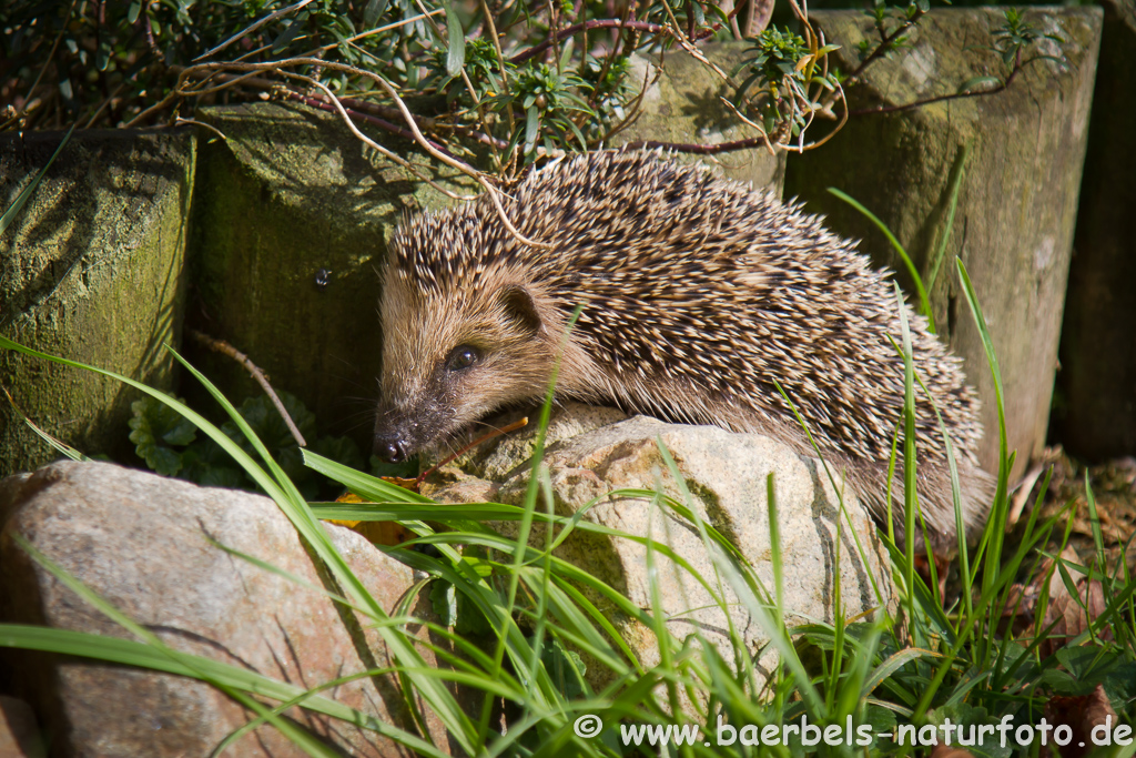 Igel