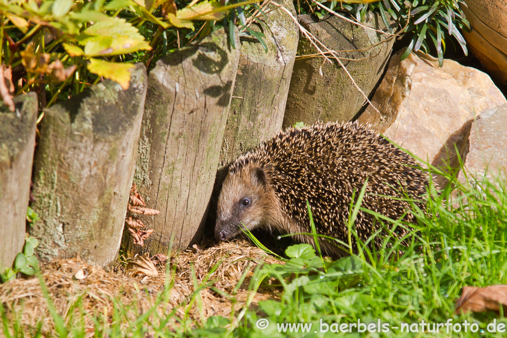 Igel