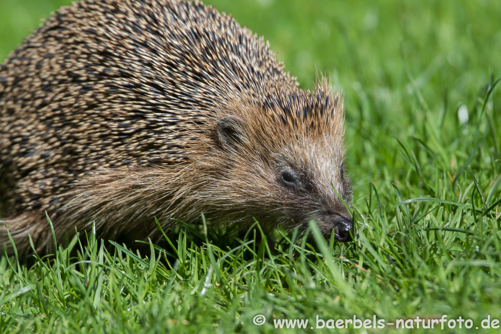 Igel