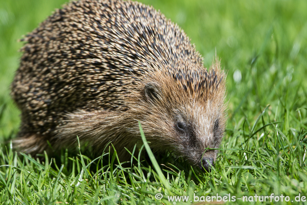 Igel