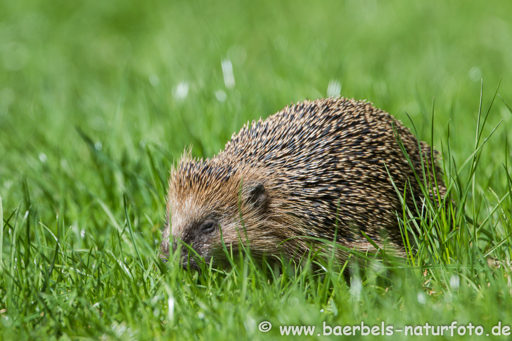 Igel