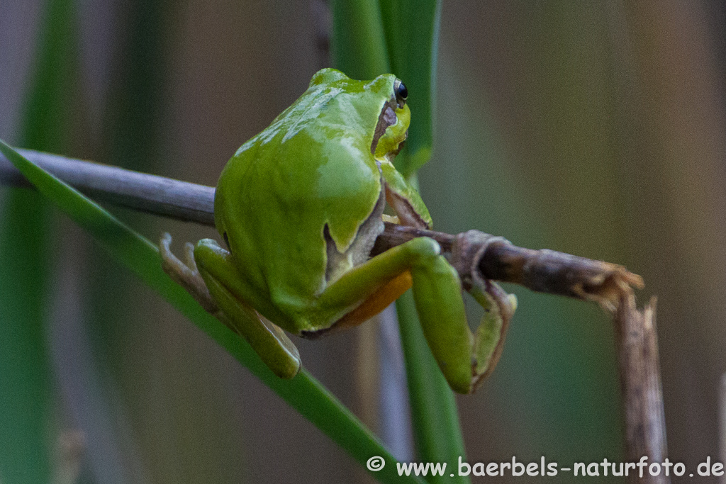 Laubfrosch