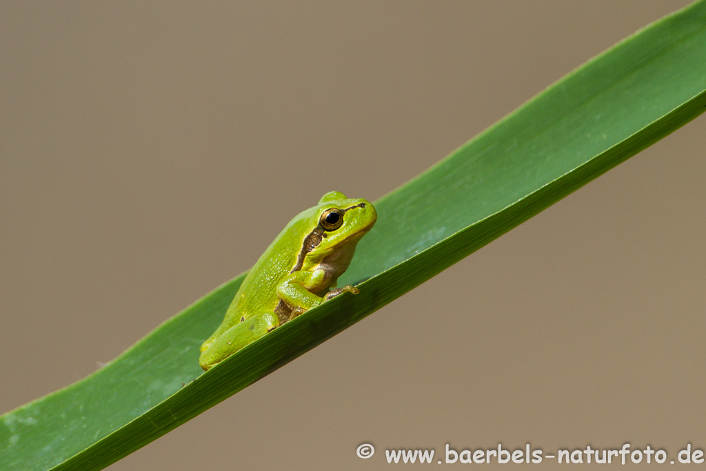 Laubfrosch