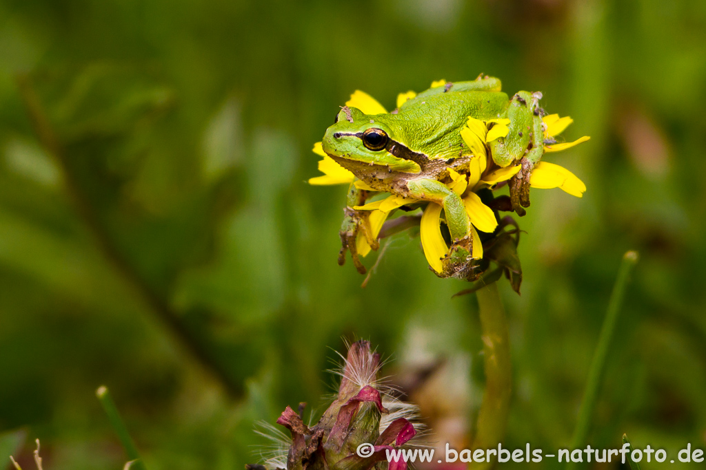 Laubfrosch