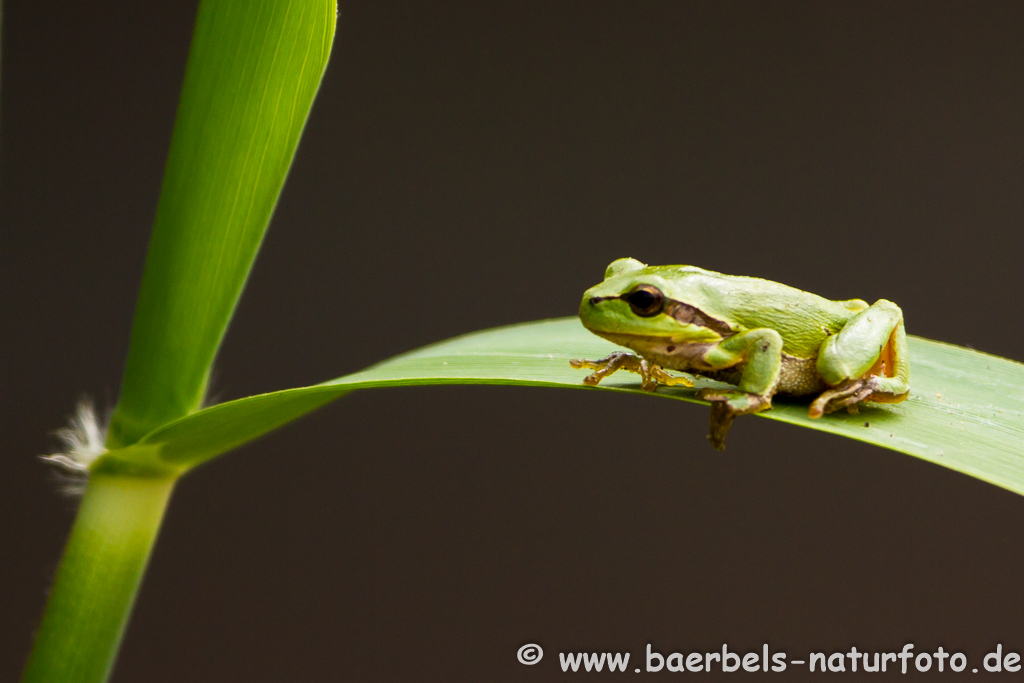 Laubfrosch