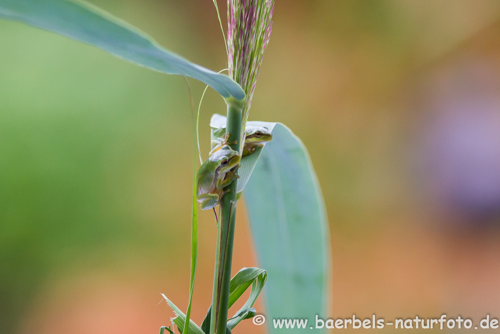 Laubfrosch