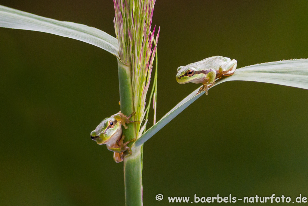 Laubfrosch