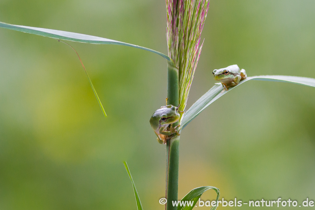 Laubfrosch