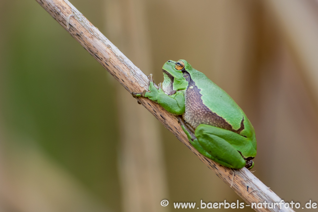 Laubfrosch