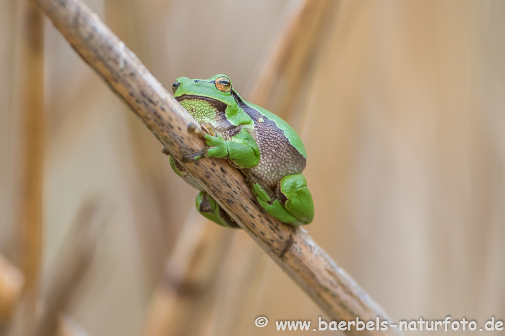 Laubfrosch