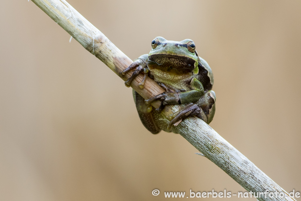 Laubfrosch