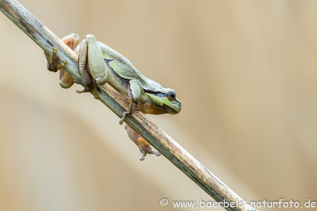 Laubfrosch