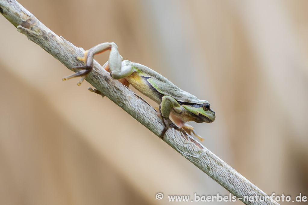 Laubfrosch