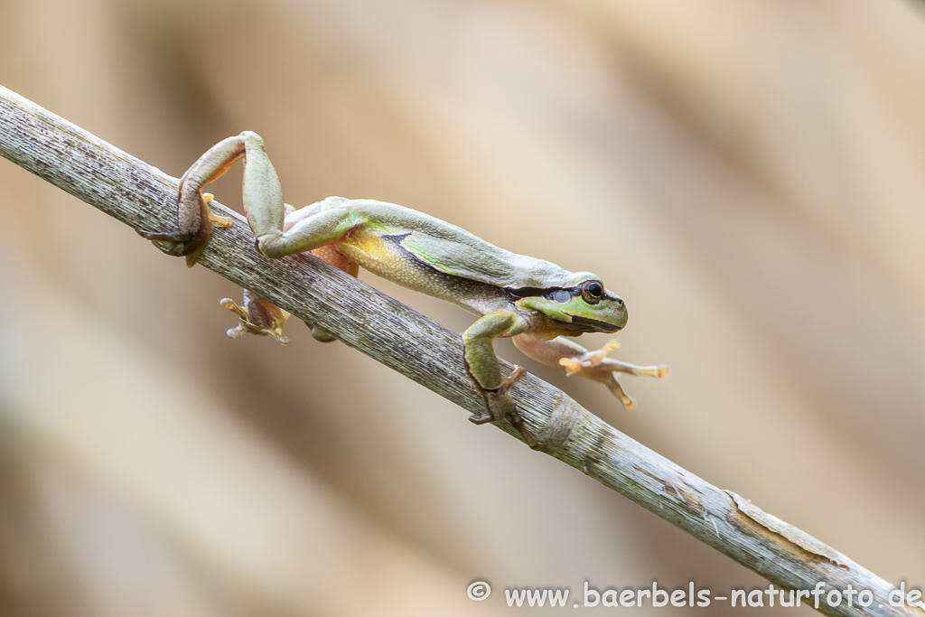 Laubfrosch