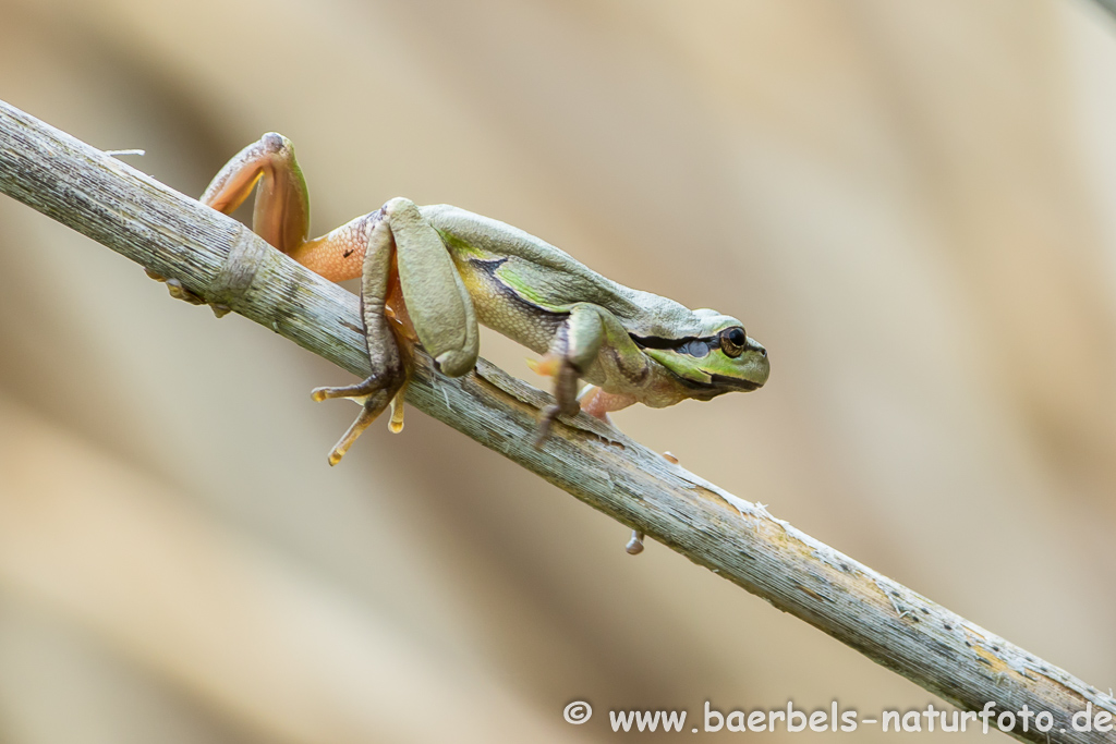 Laubfrosch