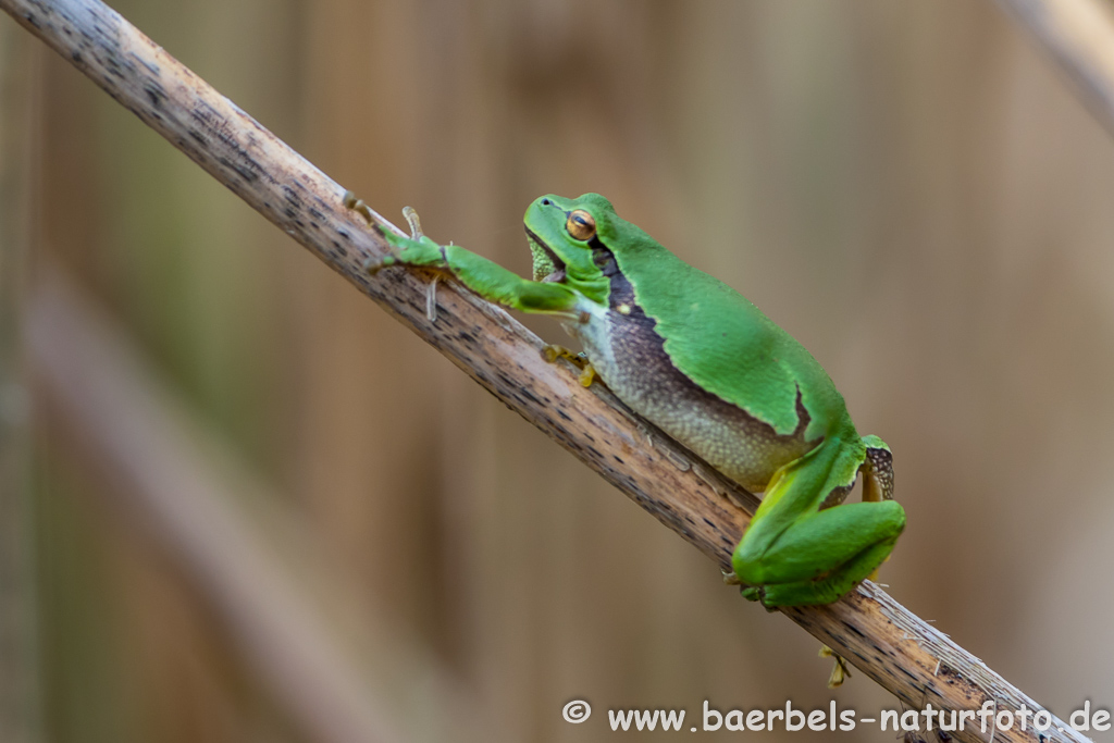 Laubfrosch