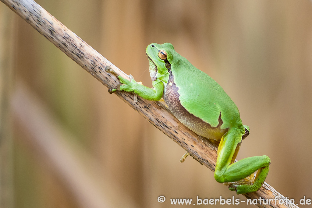 Laubfrosch