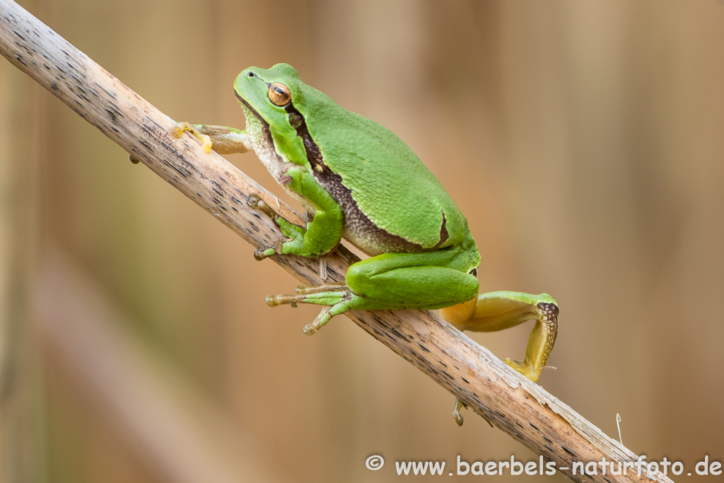 Laubfrosch