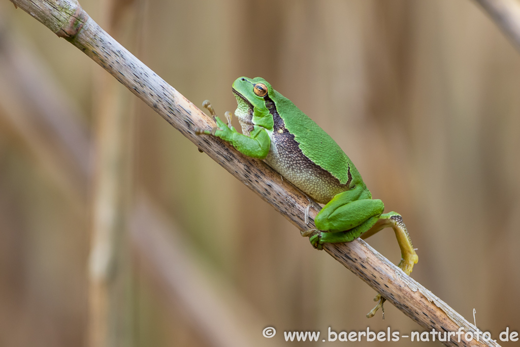 Laubfrosch