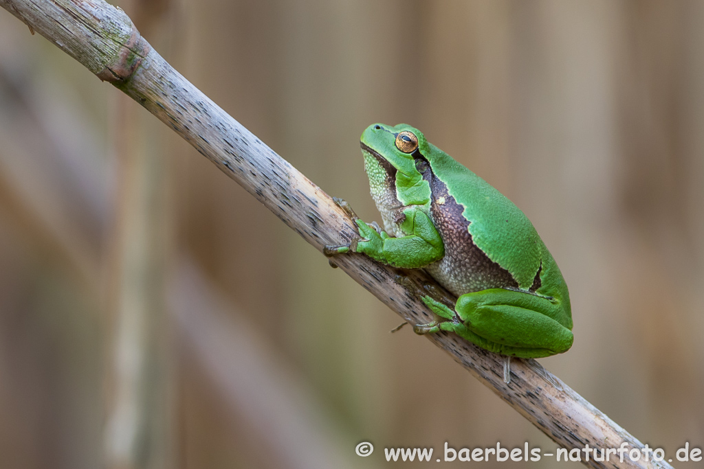 Laubfrosch