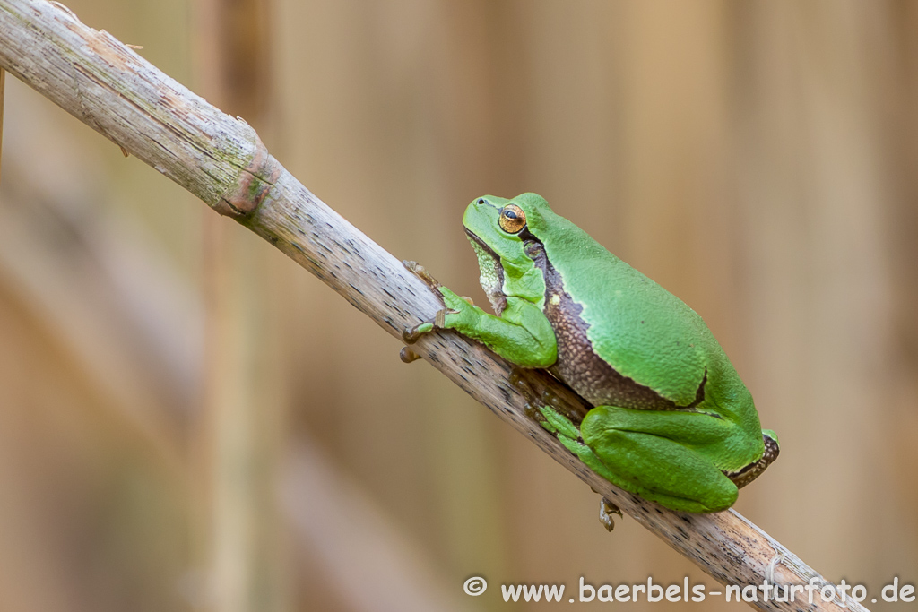 Laubfrosch