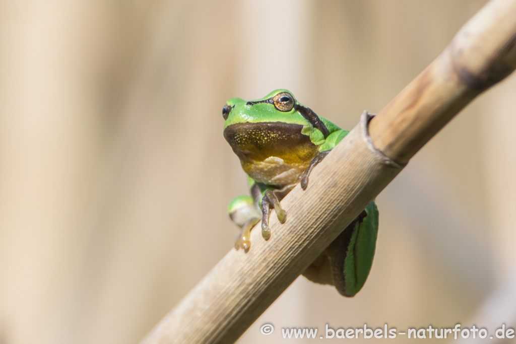 Laubfrosch