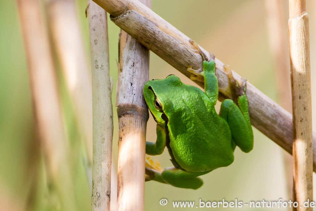 Laubfrosch