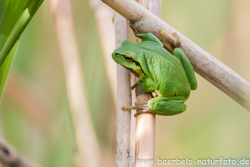 Laubfrosch