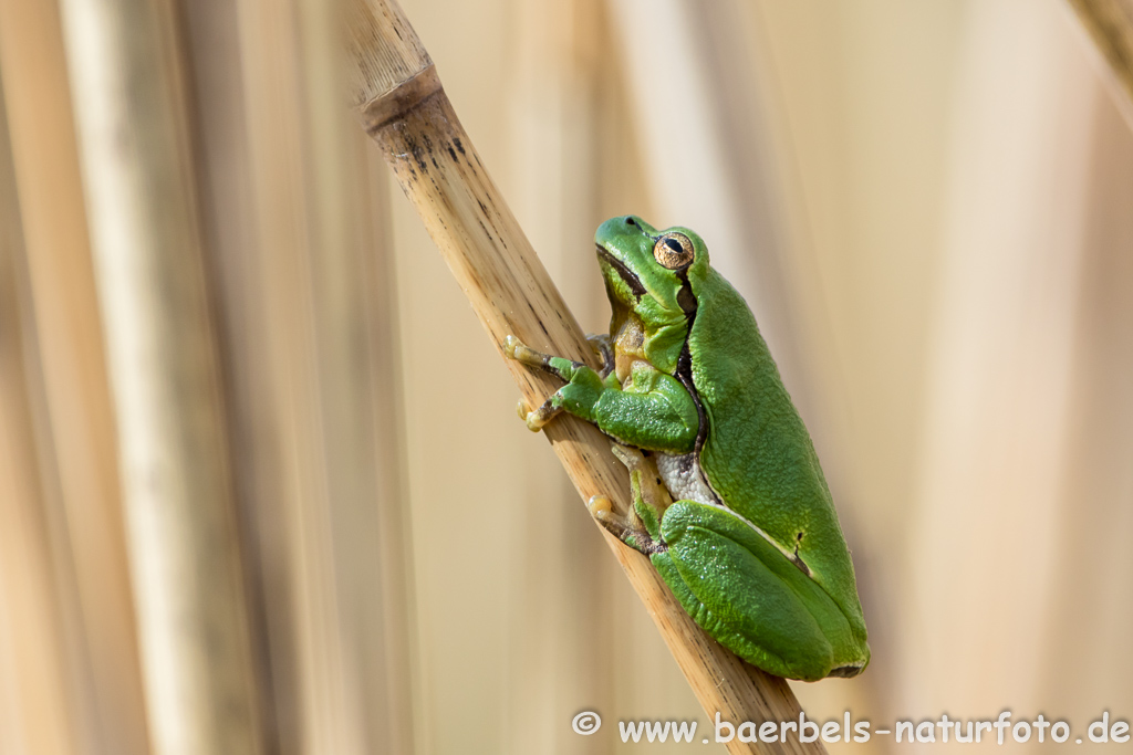 Laubfrosch