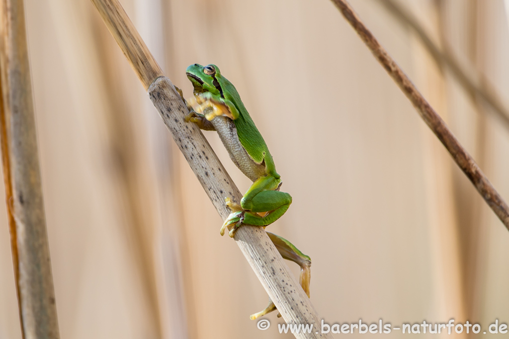 Laubfrosch