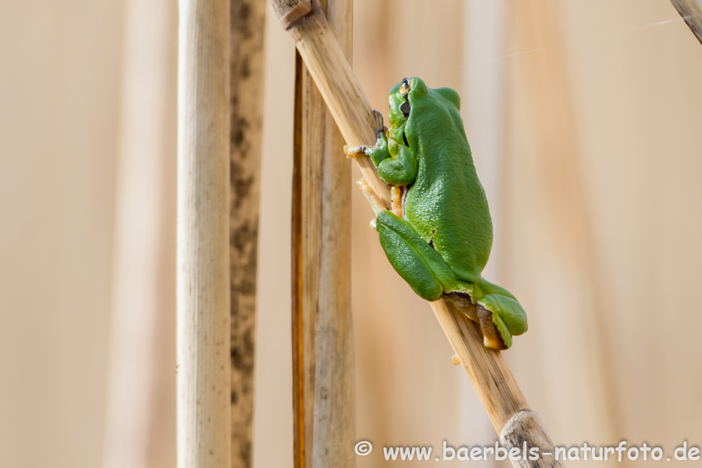 Laubfrosch