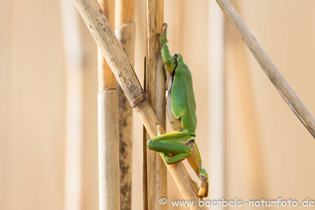 Laubfrosch