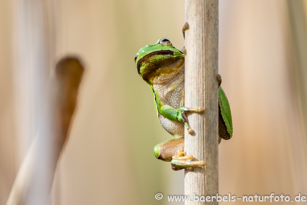 Laubfrosch