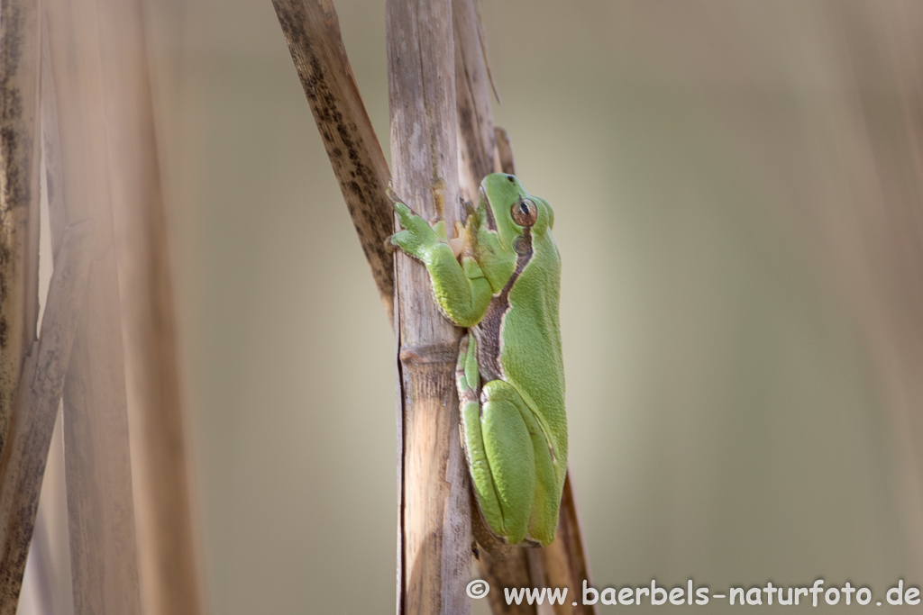 Laubfrosch