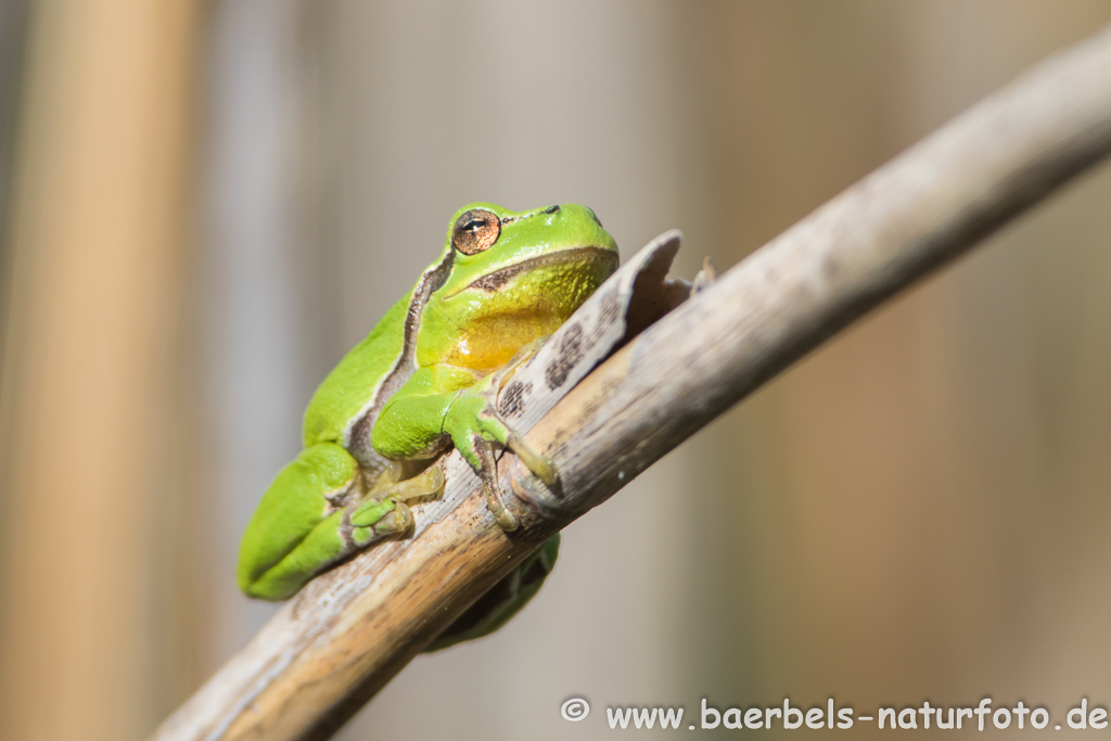 Laubfrosch