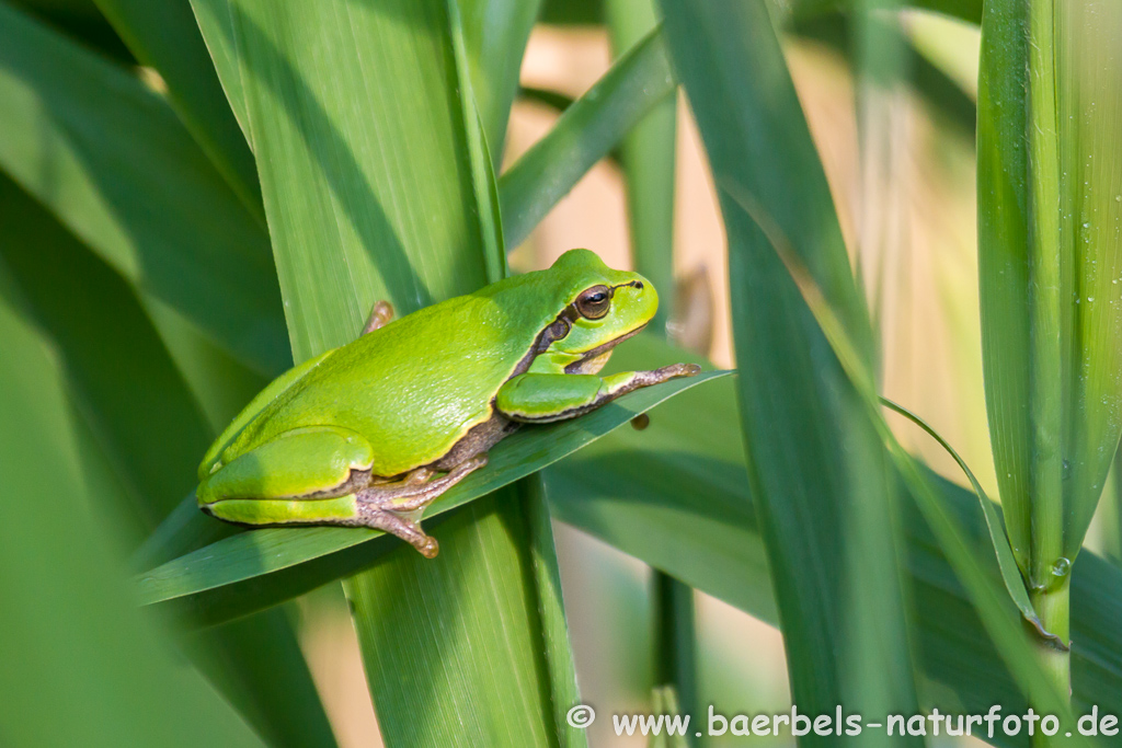 Laubfrosch