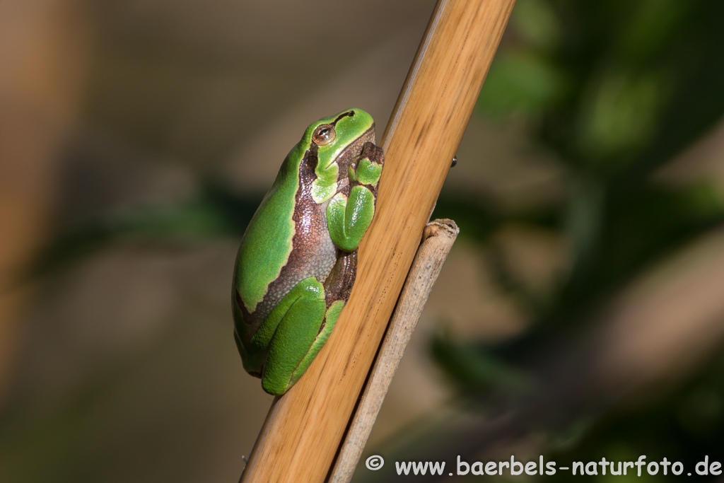 Laubfrosch