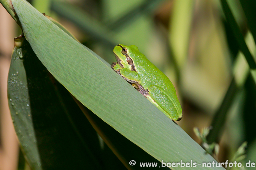 Laubfrosch