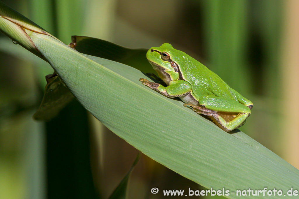 Laubfrosch